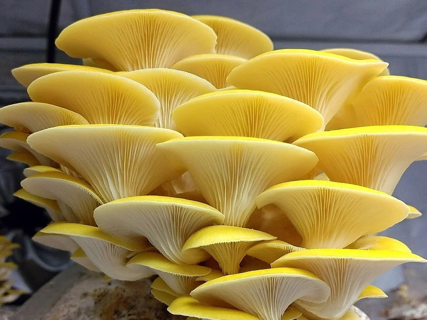 Golden Oyster Mushroom Liquid Culture