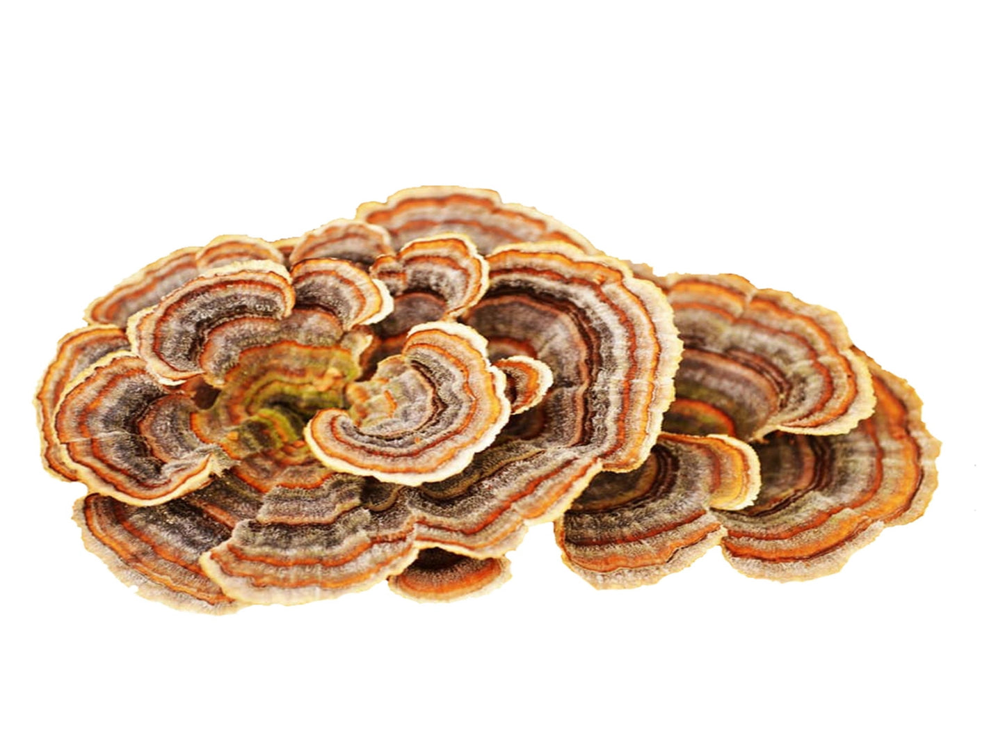 Turkey Tail Liquid Culture (Oak Creek Canyon isolated wild genetics)