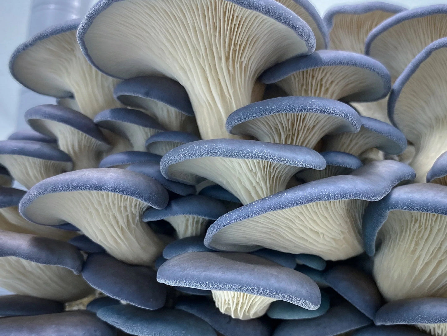 Blue Oyster Mushroom Liquid Culture